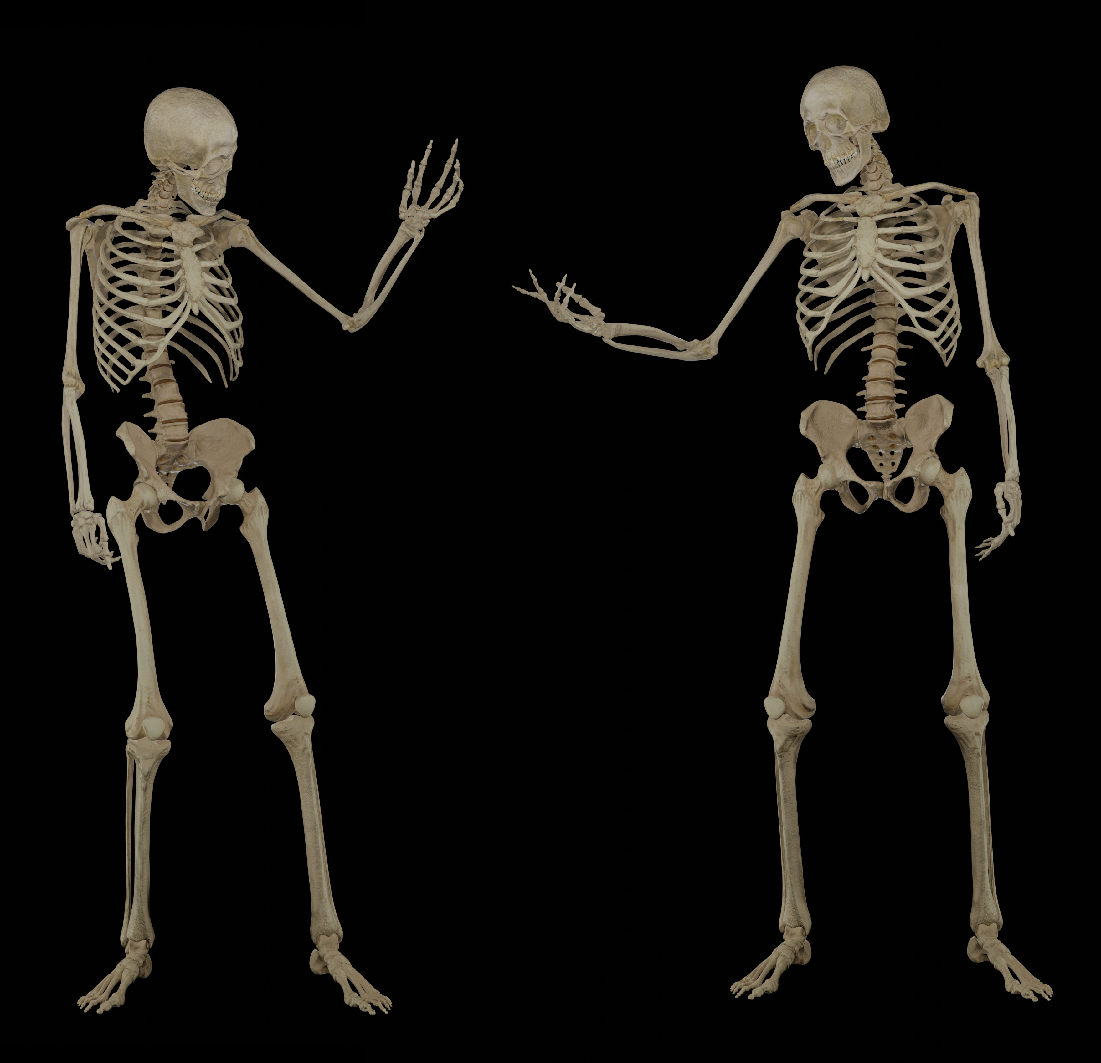 Open3DLab • Bonehead Skeleton